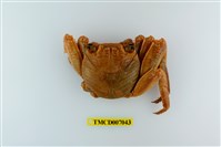 藏品(方形大額蟹)的圖片